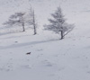 雪原のキツネ　雪景色（美ヶ原）のスマホ壁紙