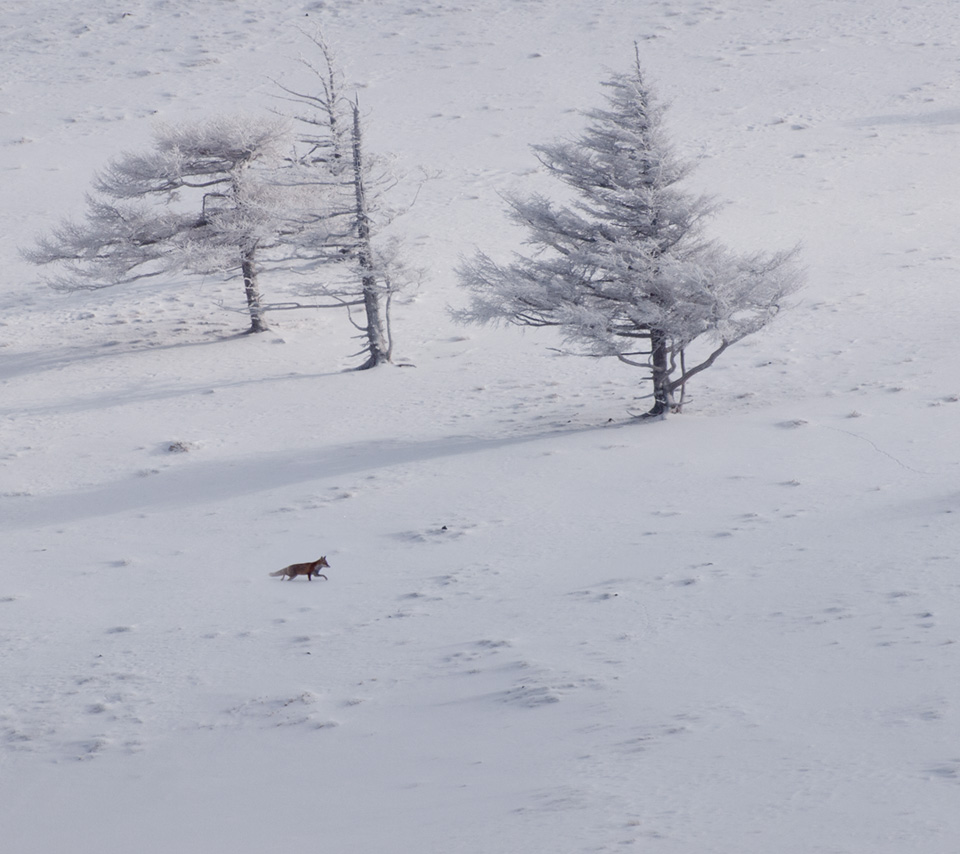 雪原のキツネ　雪景色（美ヶ原）　スマートフォン壁紙