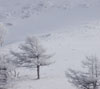 雪原の樹木　雪景色（美ヶ原）のスマホ壁紙
