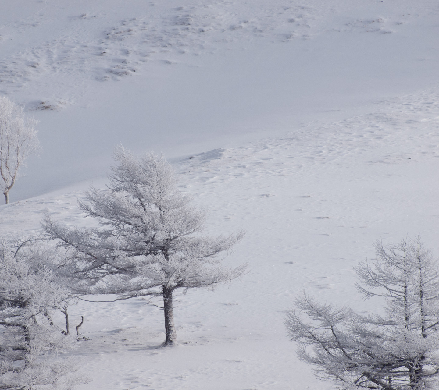 雪原の樹木　雪景色（美ヶ原）　スマートフォン壁紙