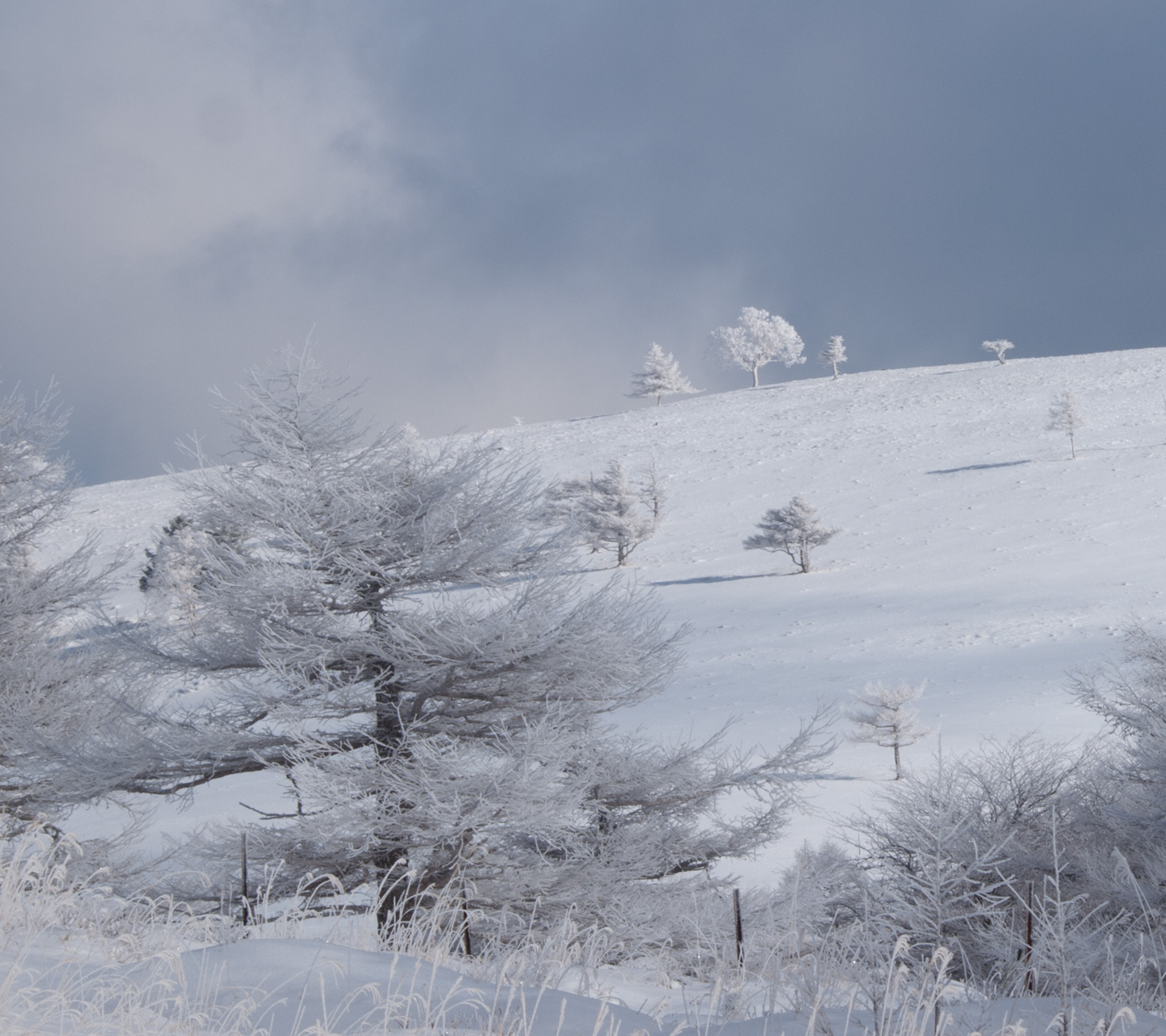 雪と霧氷の景色　雪景色（美ヶ原）　スマートフォン壁紙