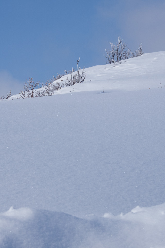 新雪の斜面に草木　雪景色　スマートフォン壁紙