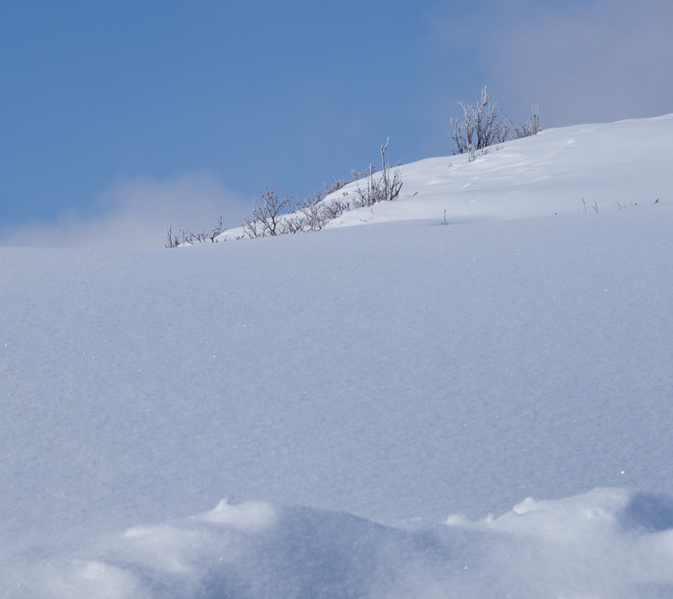 新雪の斜面に草木　雪景色　スマートフォン壁紙