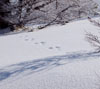 新雪にうさぎの足跡　雪景色のスマホ壁紙