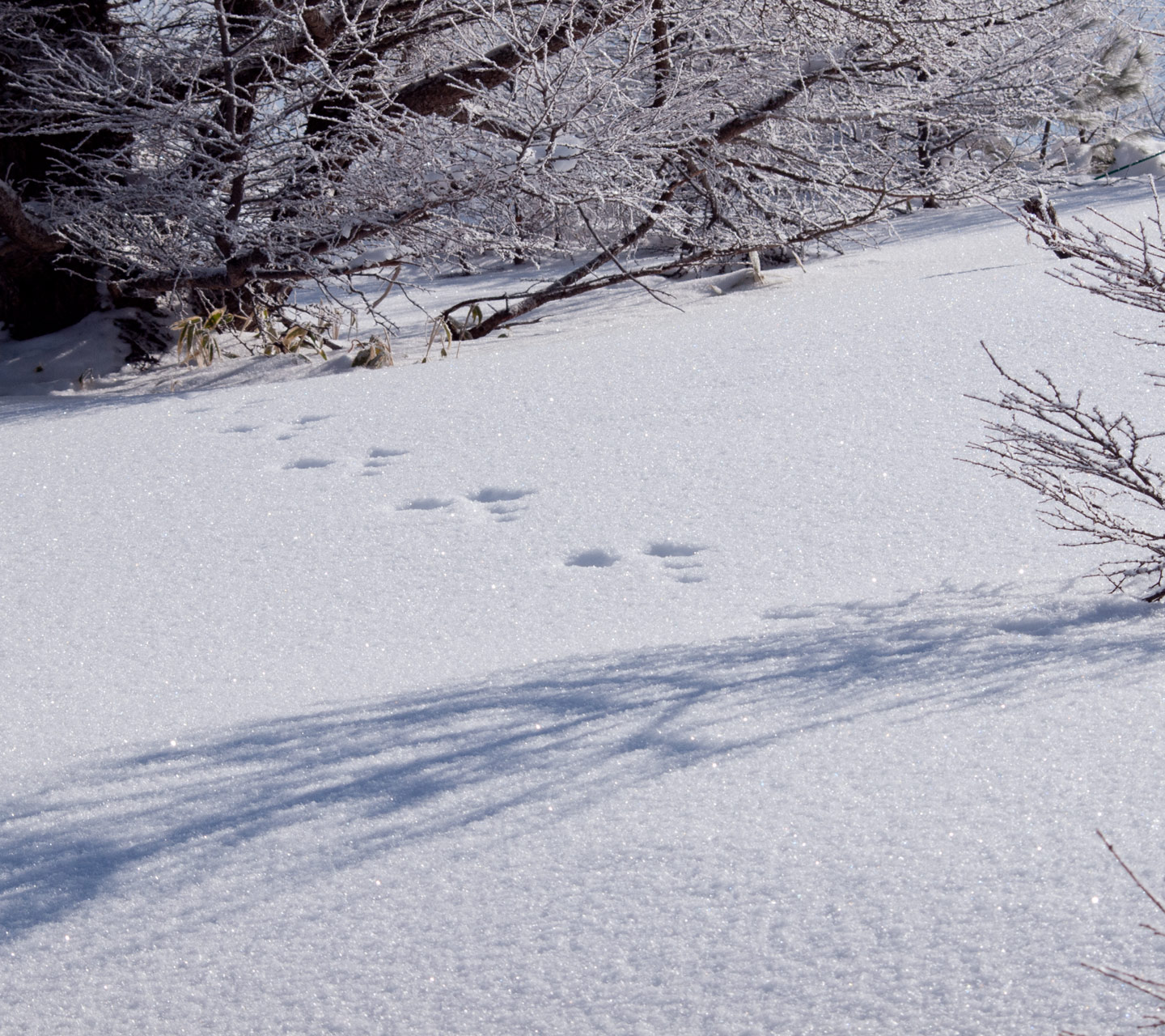 新雪にうさぎの足跡　雪景色　スマートフォン壁紙