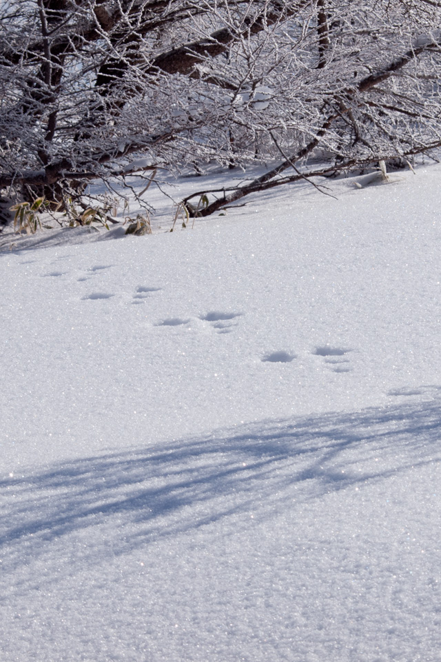 新雪にうさぎの足跡　雪景色　スマートフォン壁紙