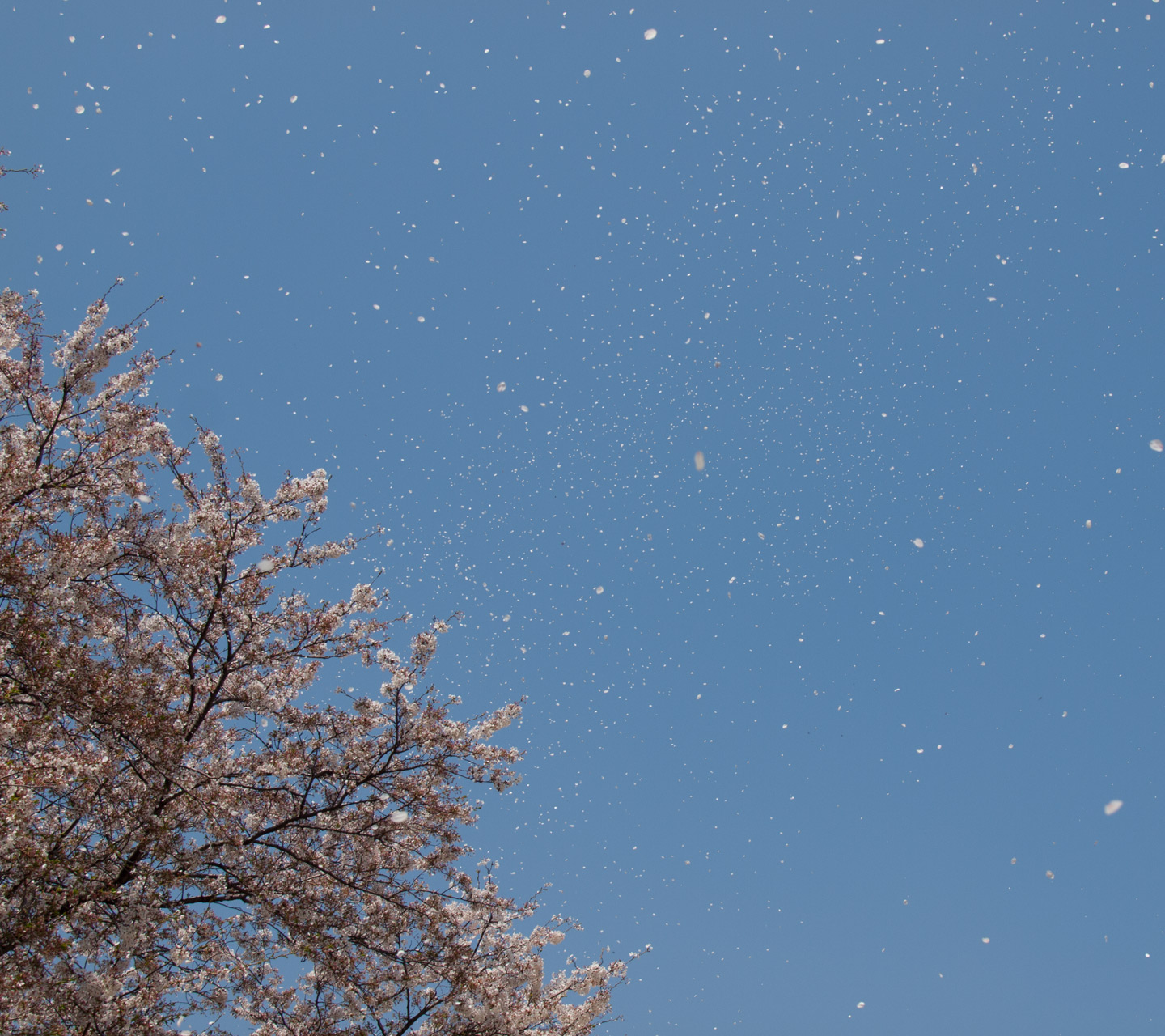 青空に舞う桜吹雪　春の景色　スマートフォン壁紙