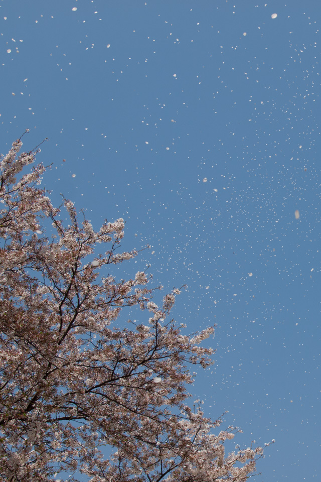 青空に舞う桜吹雪　春の景色　スマートフォン壁紙