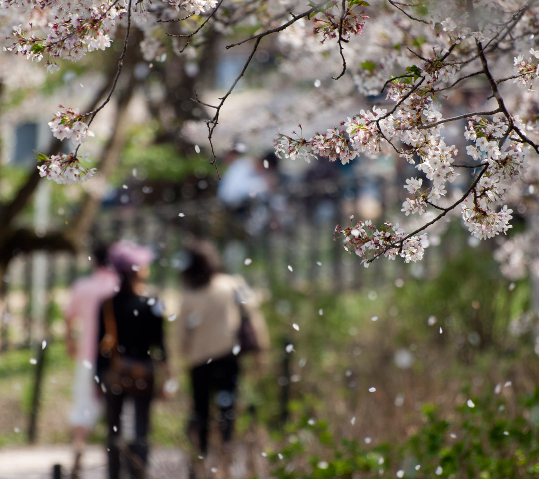 桜散る並木の散歩　春の景色　スマートフォン壁紙