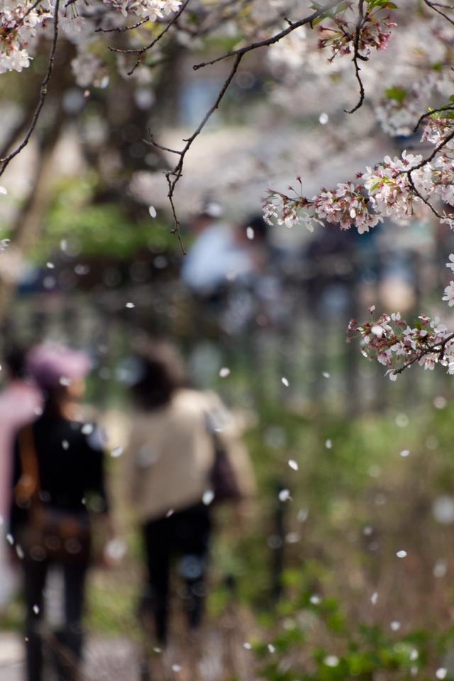 桜散る並木の散歩　春の景色　スマートフォン壁紙