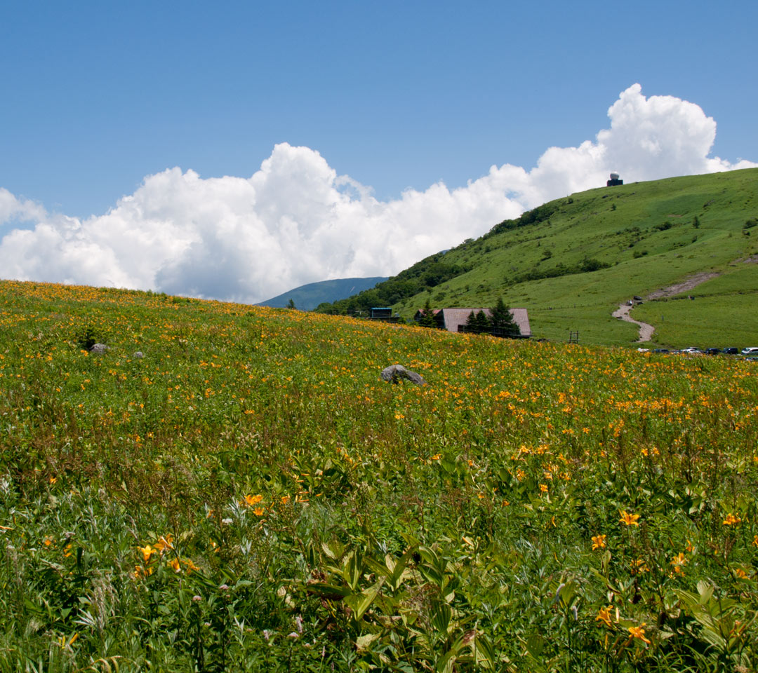 長野県　霧ヶ峰高原　夏の景色　スマートフォン壁紙