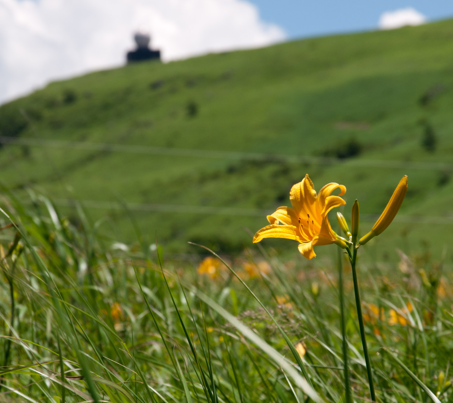 長野県　霧ヶ峰高原　高山植物　スマートフォン壁紙