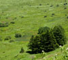 霧ヶ峰高原　緑の草原に緑の樹木　スマートフォン壁紙