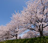 青空背景に満開の桜　春の景色のスマートフォン待ち受け