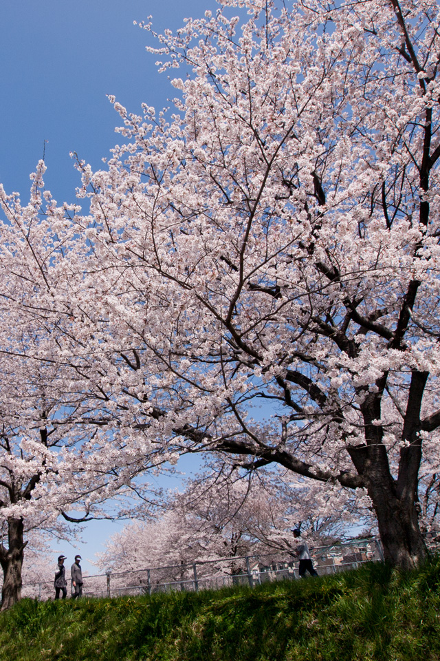 青空背景に満開の桜　春の景色　スマートフォン壁紙