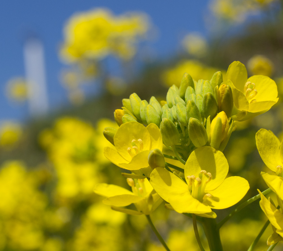 菜の花　花　スマートフォン壁紙