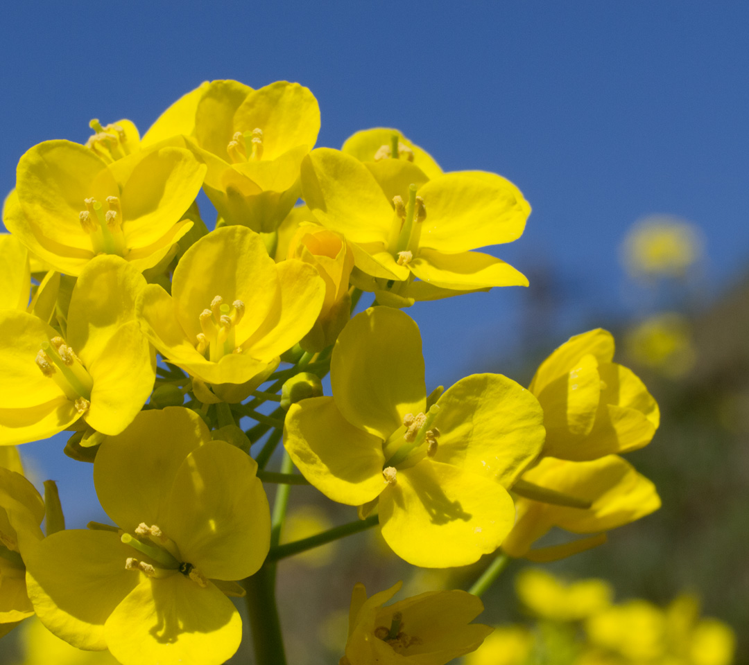 菜の花　春の景色　スマートフォン壁紙