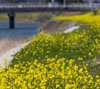 土手に咲く菜の花　花のスマートフォン待ち受け