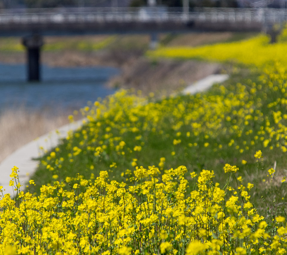 土手に咲く菜の花　花　スマートフォン壁紙