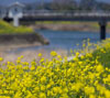 春の川　菜の花がいっぱい　春の景色のスマフォ壁紙