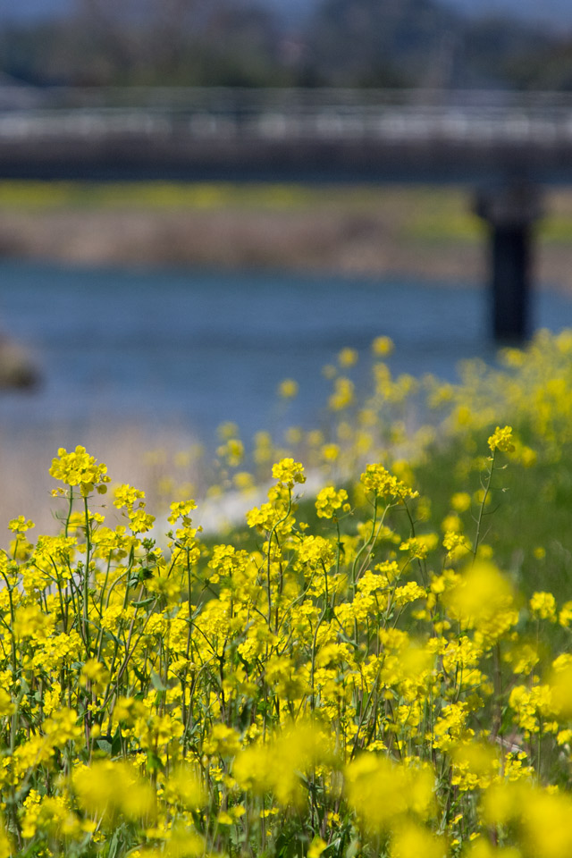 春の川　菜の花がいっぱい　春の景色　スマートフォン壁紙