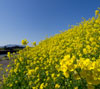 青空と菜の花　春の景色のスマートフォン壁紙