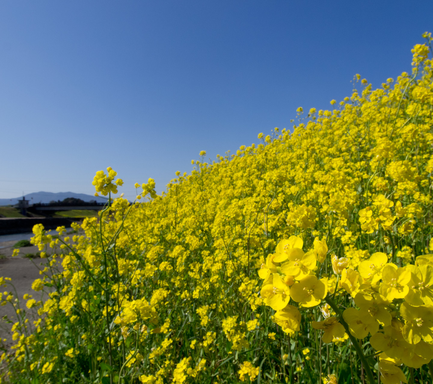 青空と菜の花　春の景色　スマートフォン壁紙