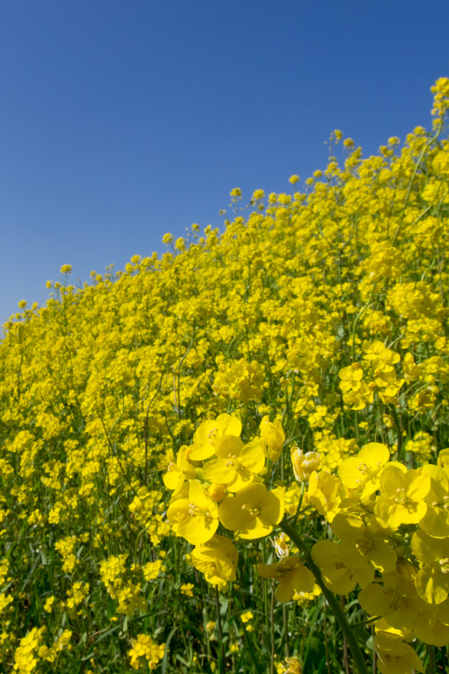 青空と菜の花　春の景色　スマートフォン壁紙