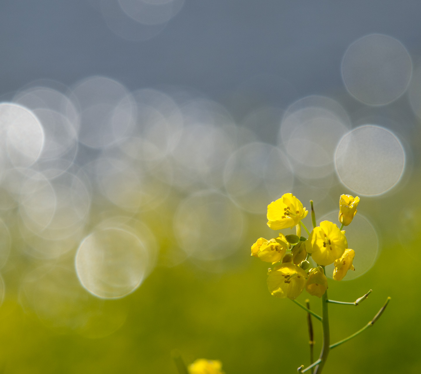 春の日、川の輝きに一輪の菜の花　シンプル　スマートフォン壁紙