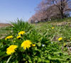 たんぽぽと桜　春の景色のスマホ壁紙