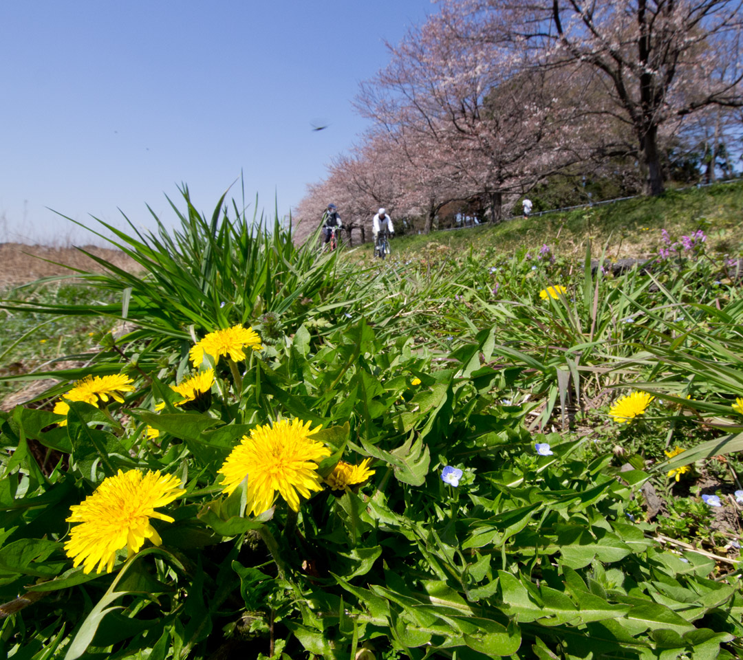 たんぽぽと桜　春の景色　スマートフォン壁紙