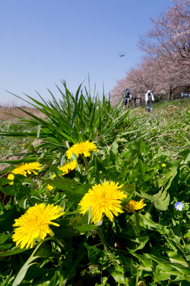たんぽぽと桜　春の景色　スマートフォン壁紙