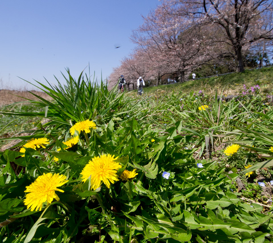 たんぽぽと桜　春の景色　スマートフォン壁紙