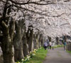 桜並木の散策　春の景色のスマフォ待ちうけ