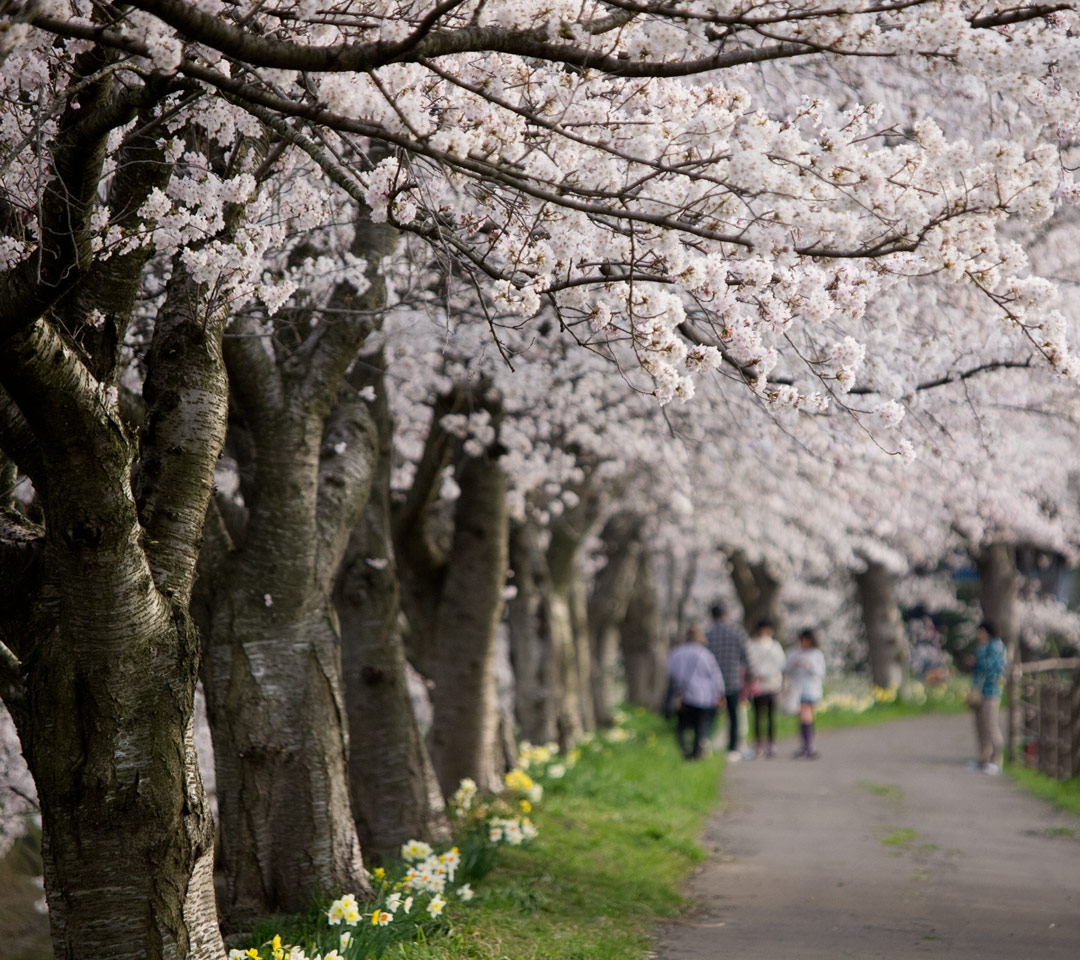 桜並木の散策　春の景色　スマートフォン壁紙
