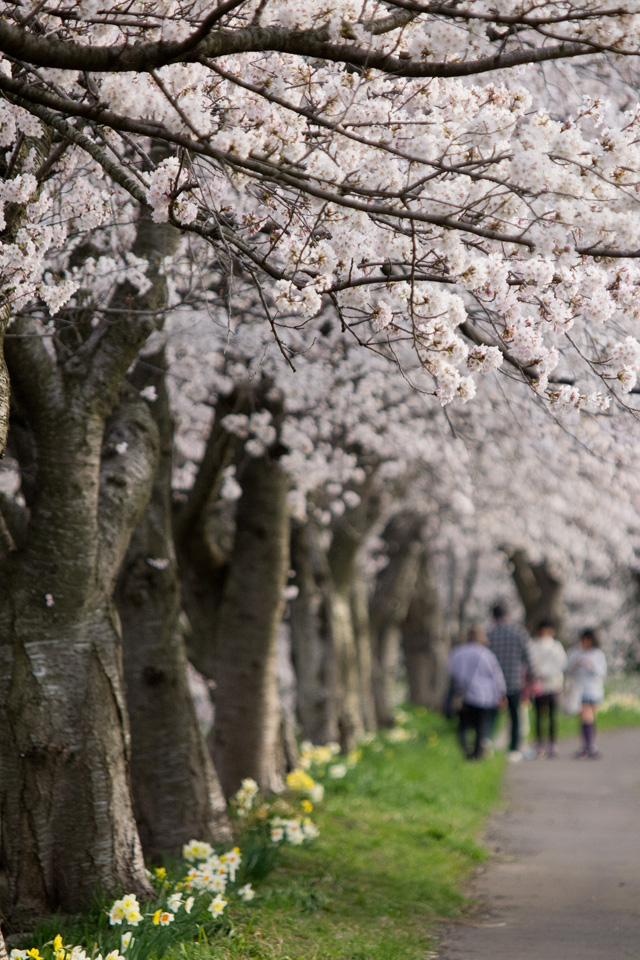 桜並木の散策　春の景色　スマートフォン壁紙