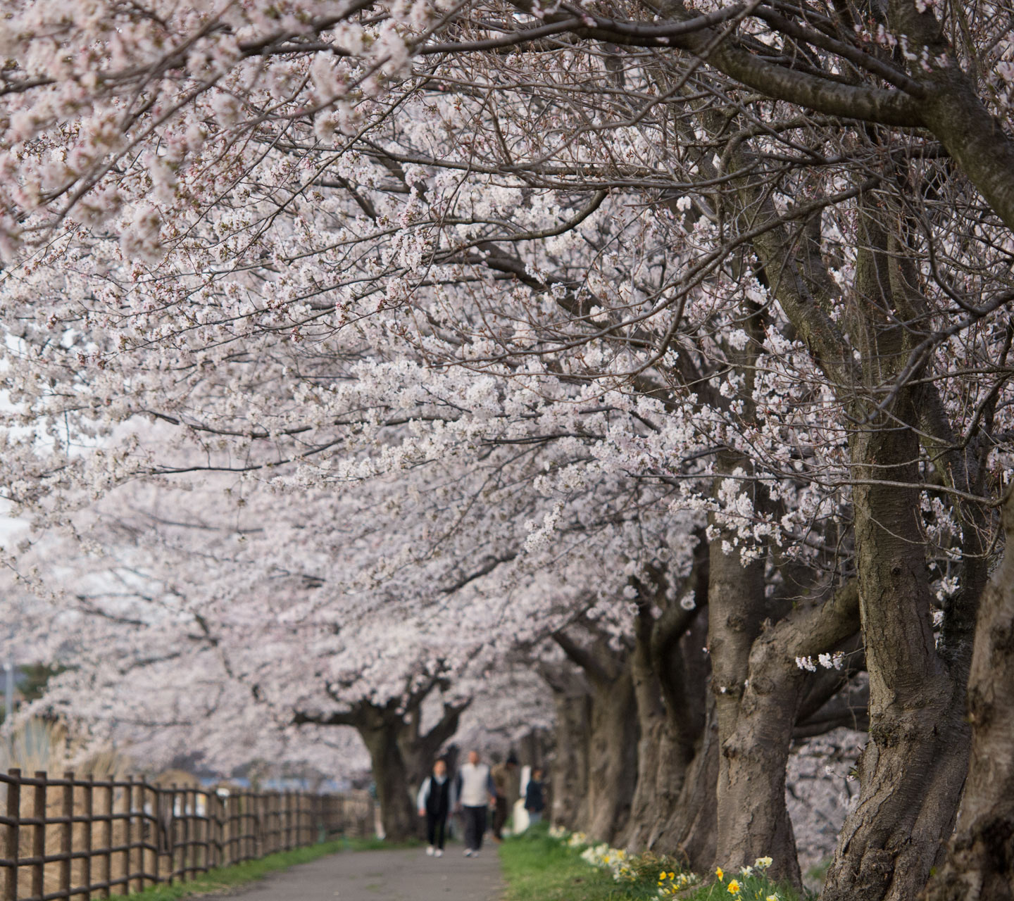 桜のトンネルを散策　春の景色　スマートフォン壁紙