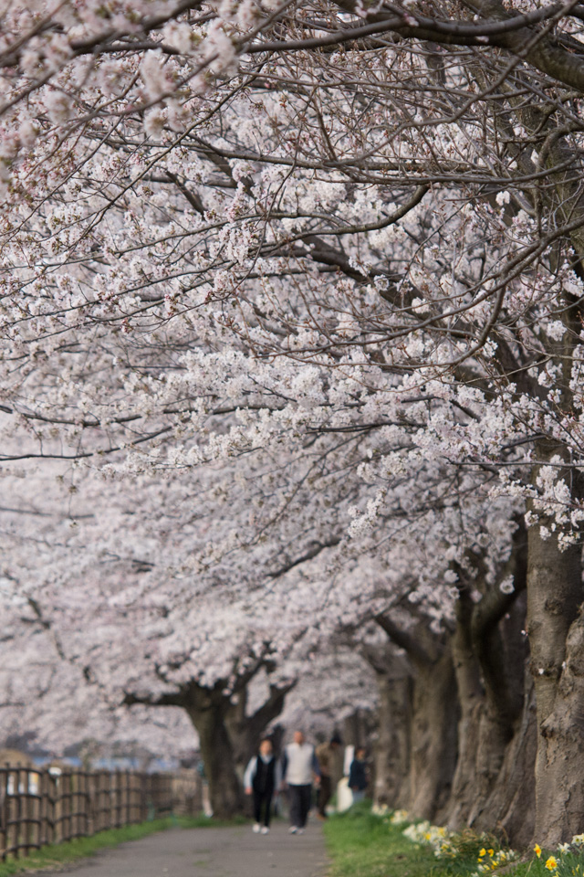 桜のトンネルを散策　春の景色　スマートフォン壁紙