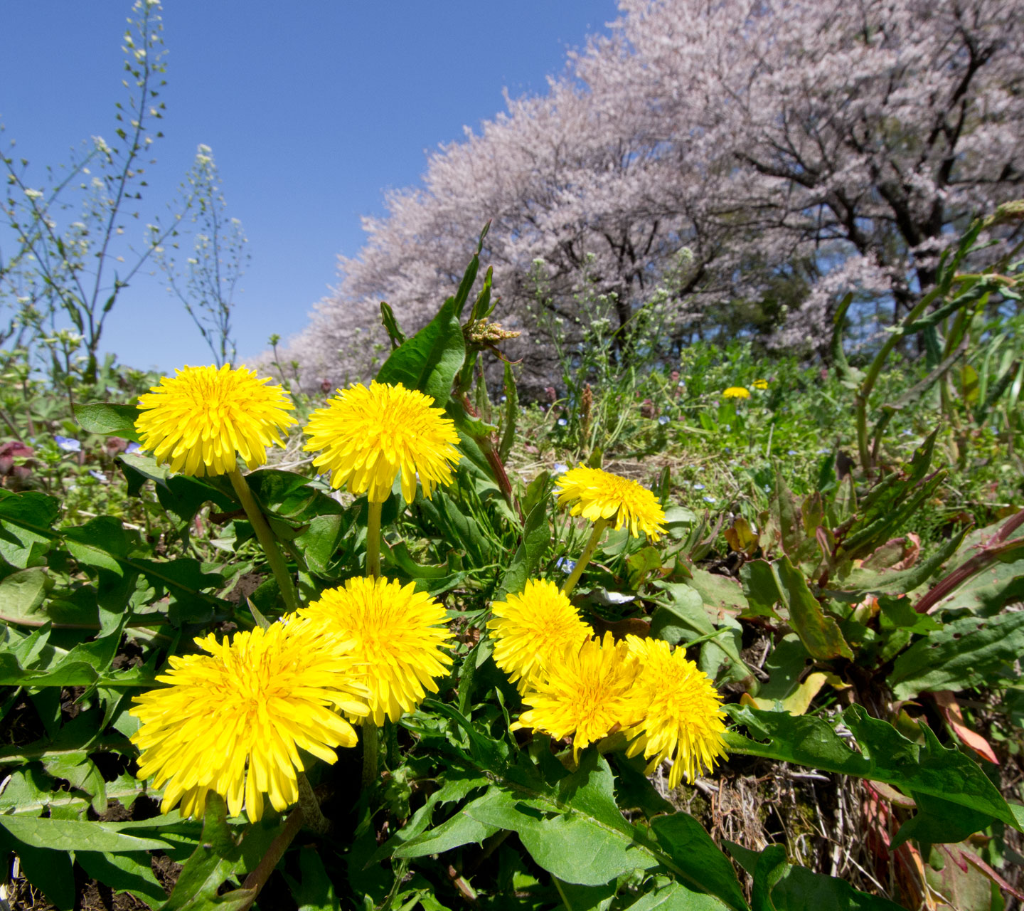 タンポポ　花　スマートフォン壁紙