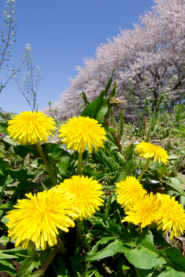 タンポポ　花　スマートフォン壁紙