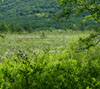 緑の草原　初夏の景色のスマートフォン壁紙