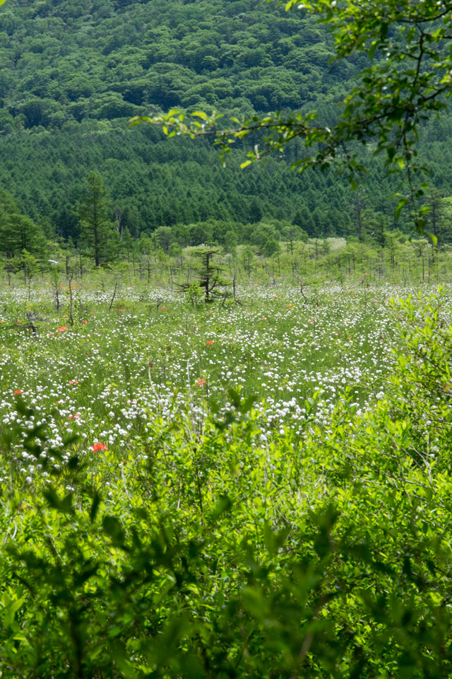 緑の草原　初夏の景色　スマートフォン壁紙