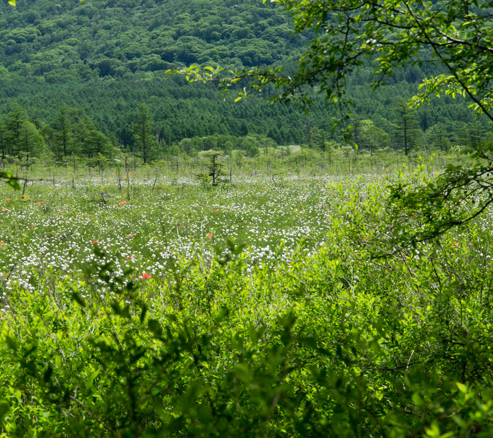 緑の草原　初夏の景色　スマートフォン壁紙