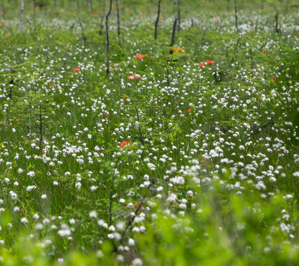 ワタスゲの群生　高山植物　スマートフォン壁紙