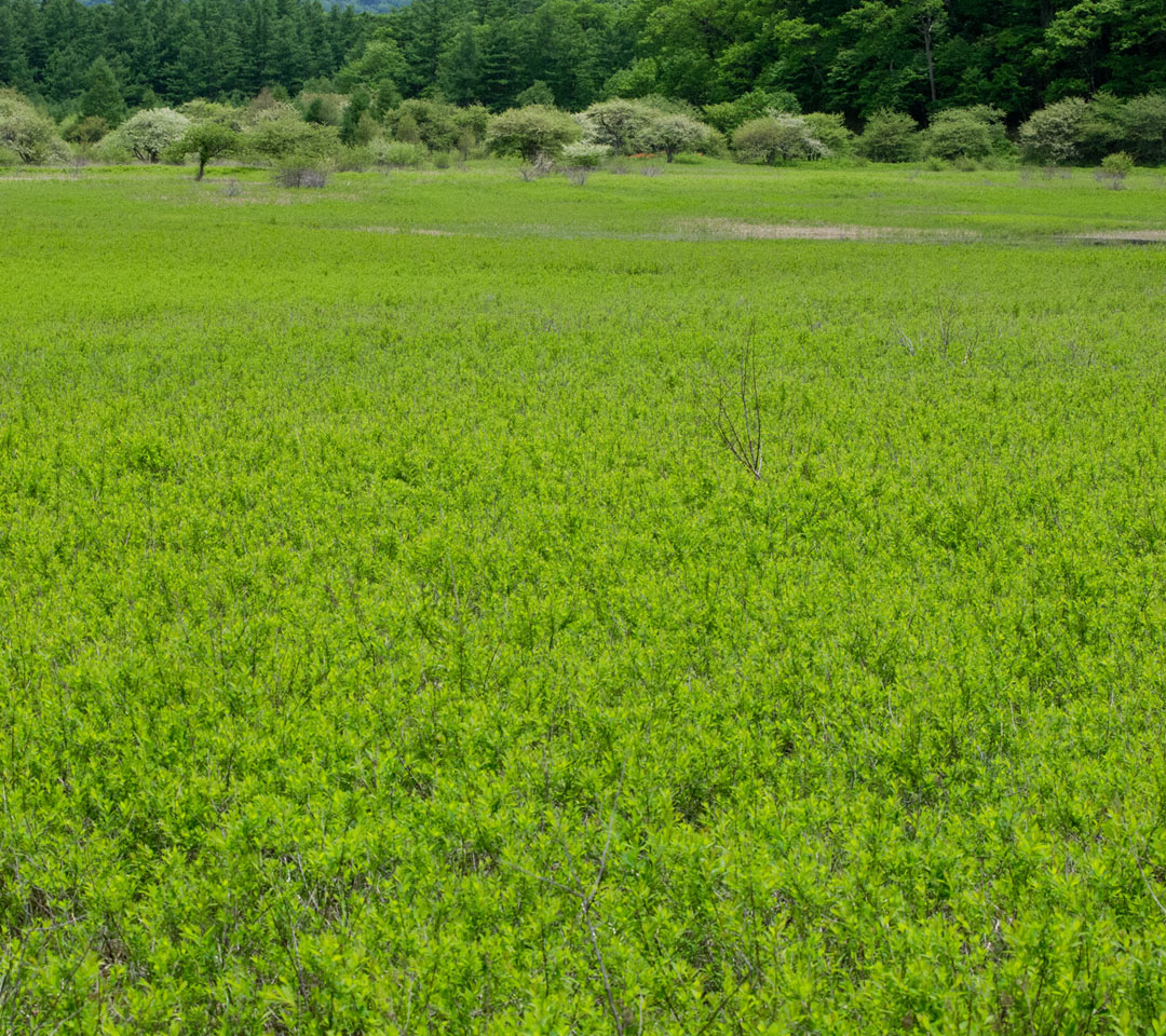 小田代ヶ原　緑の草原　高原・湿原　スマートフォン壁紙