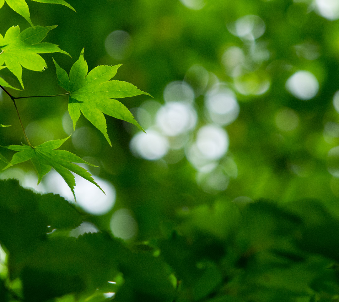 初夏　緑の森　シンプル画像　スマートフォン壁紙