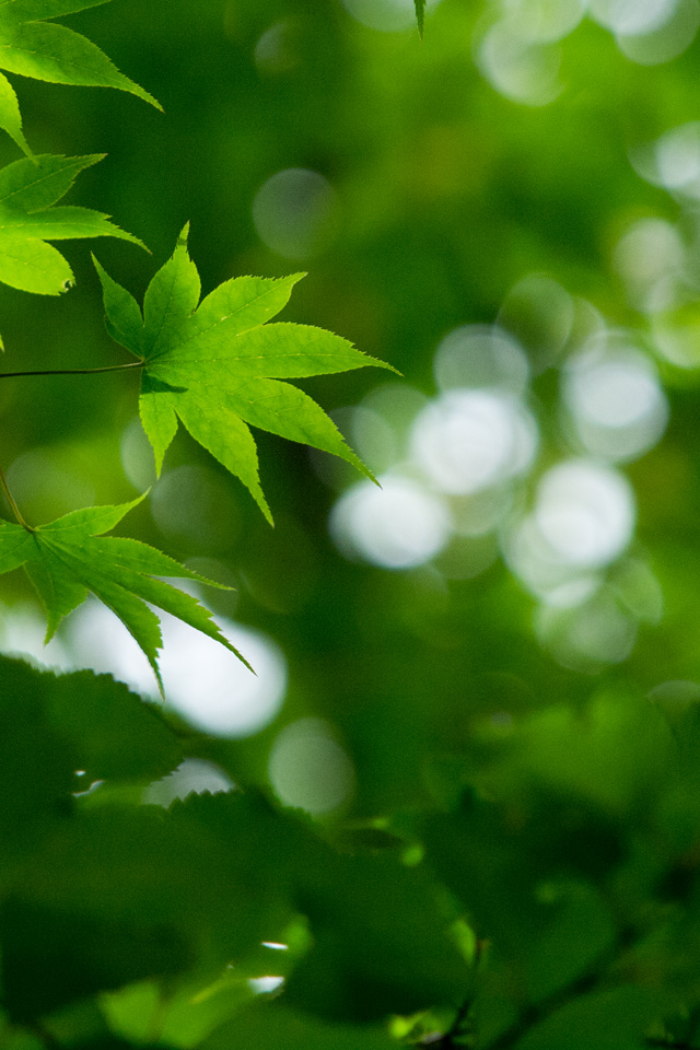 初夏　緑の森　シンプル画像　スマートフォン壁紙
