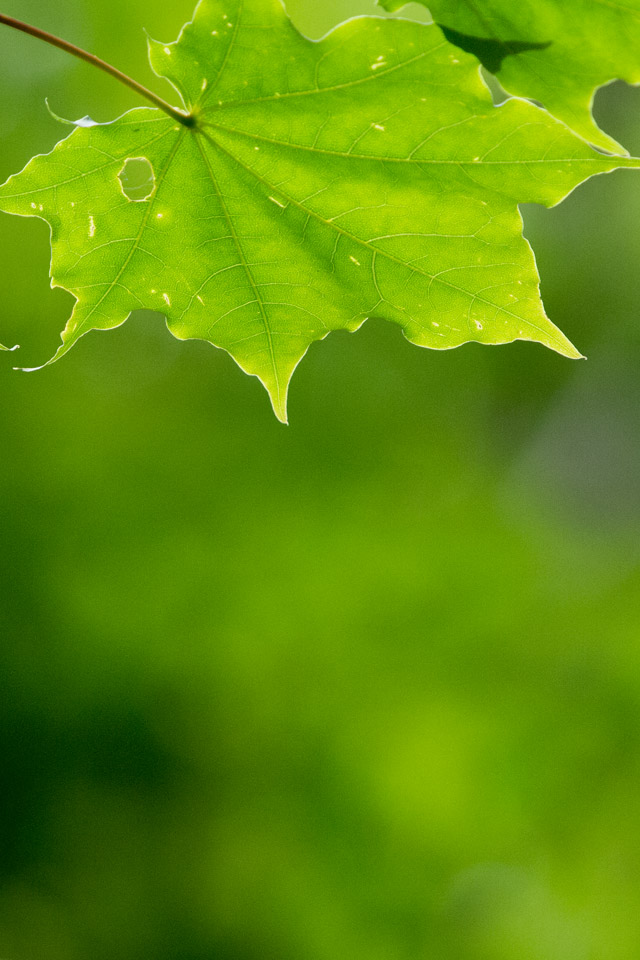 緑の葉　シンプル　スマートフォン壁紙
