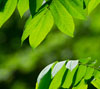 樹木の緑　自然の緑のスマートフォン壁紙