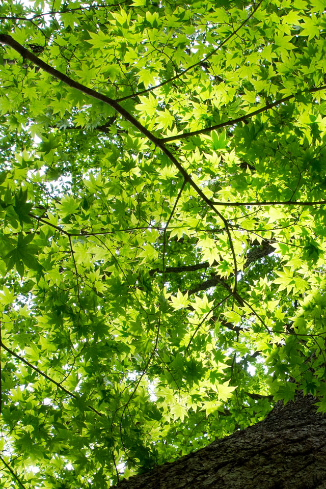 樹木の緑　自然の緑　スマートフォン壁紙